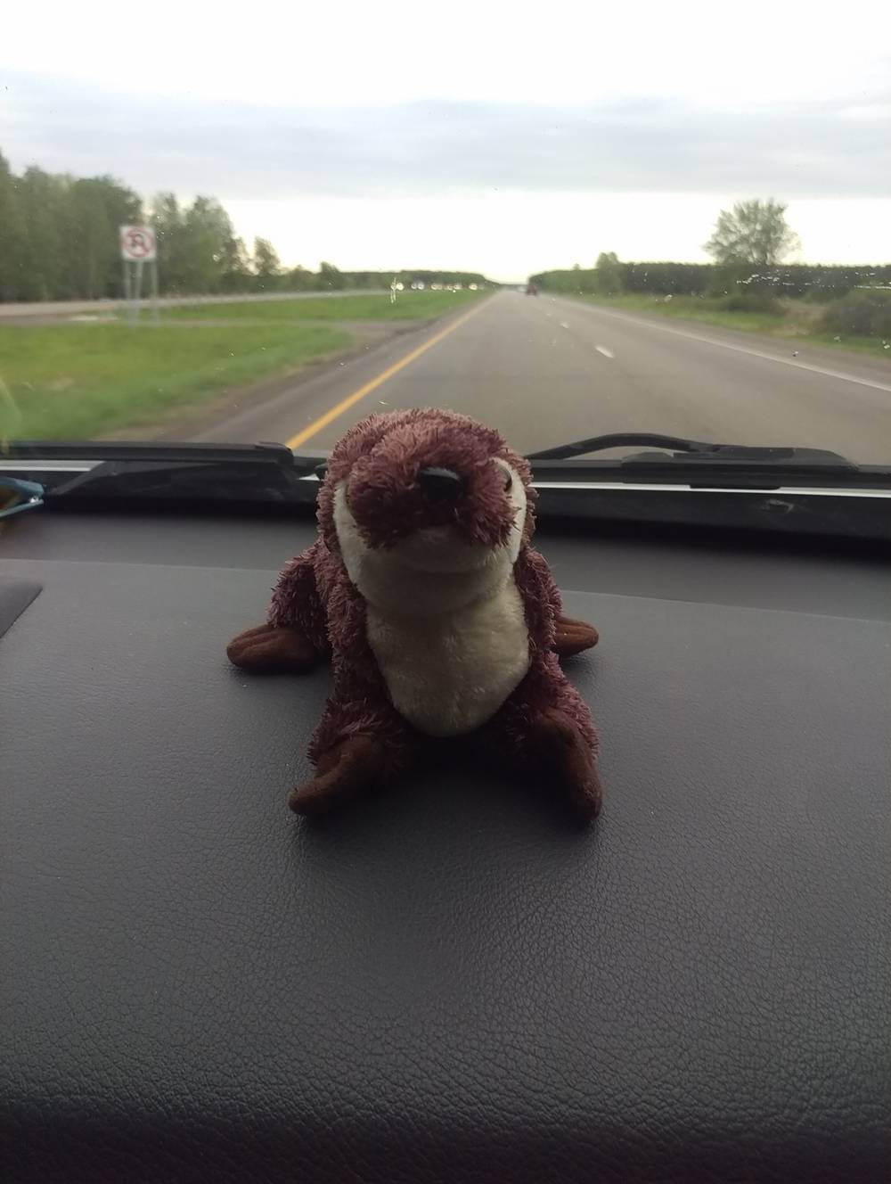 Otter On a Roadtrip OnlyFans – free nudes, naked, leaked