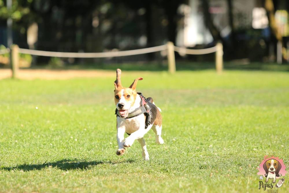 Pipas The Beagle