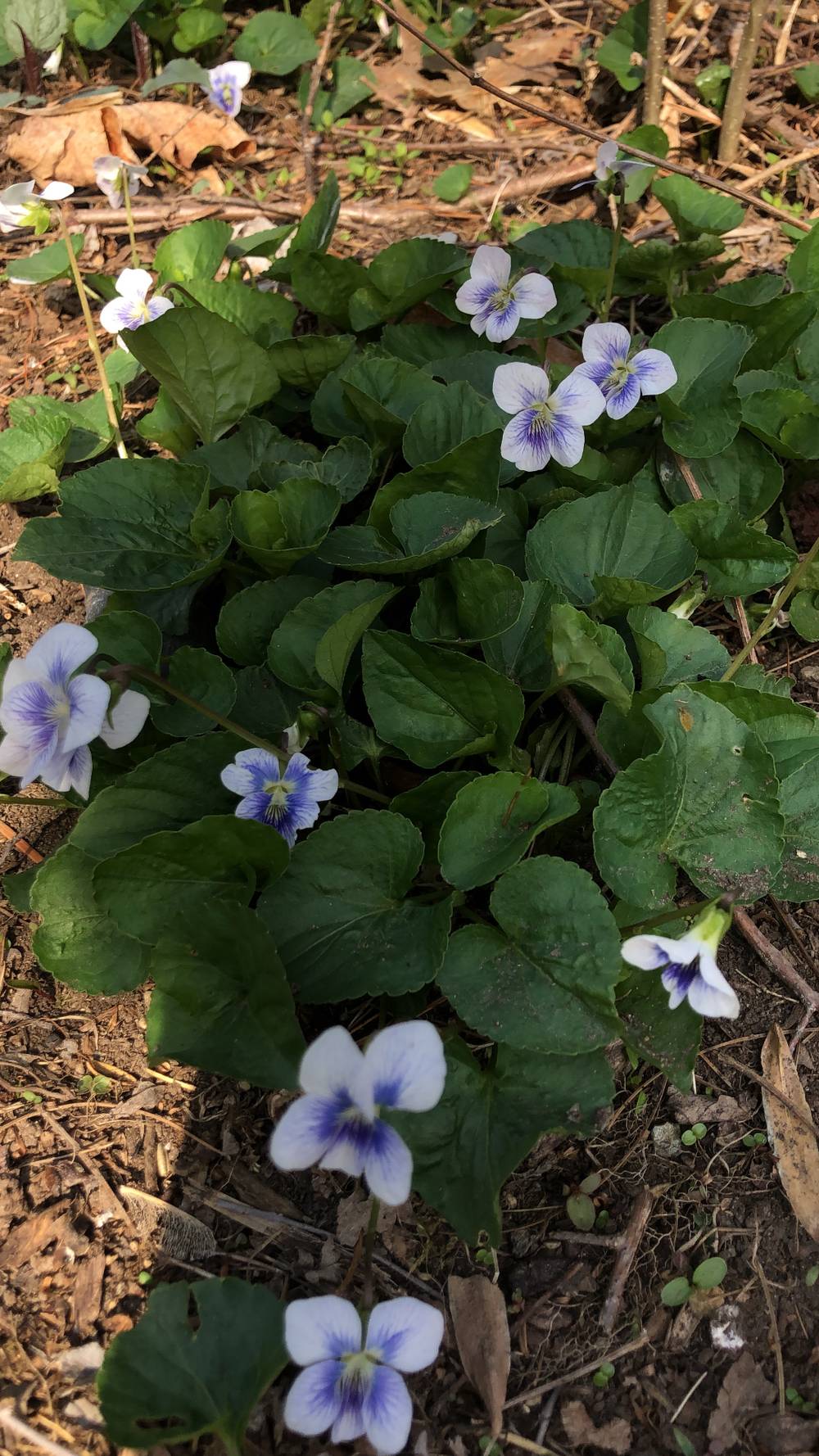 Purple Petals