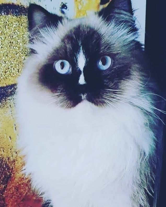 Pablo the Ragdoll