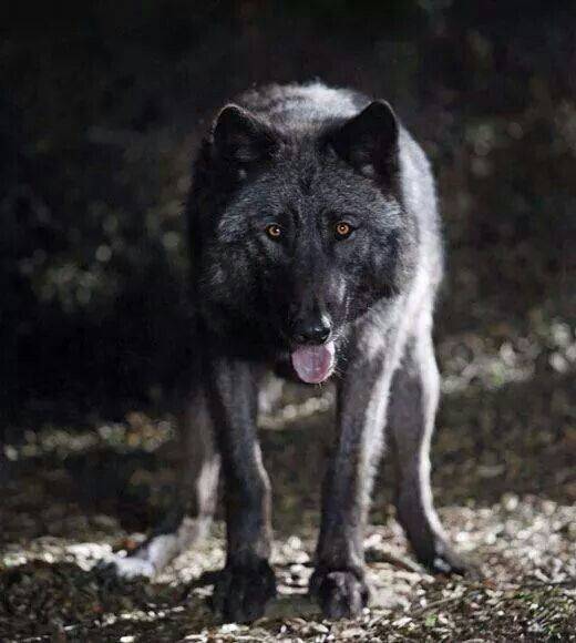 BlackWulf