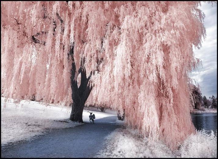 Willow Astilbe