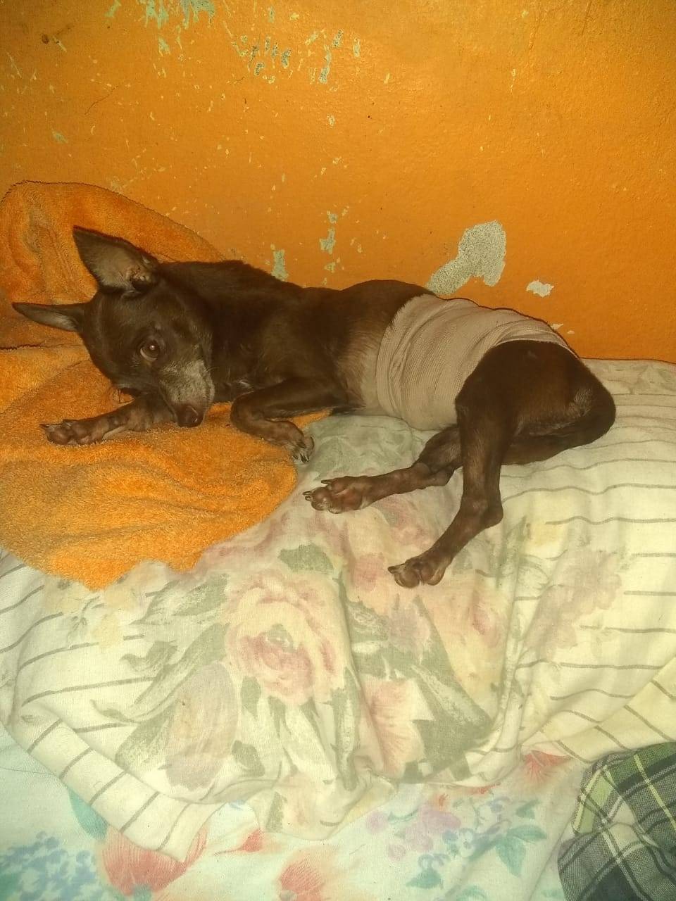 Hogar para cachorros desamparados