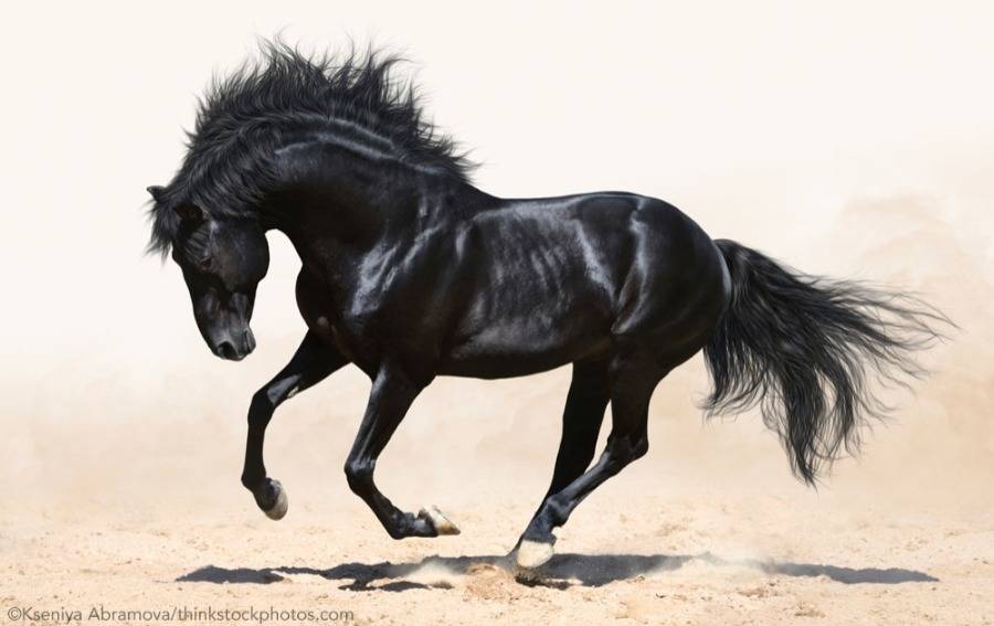 ☆○Gemini》♊《Stallion●☆