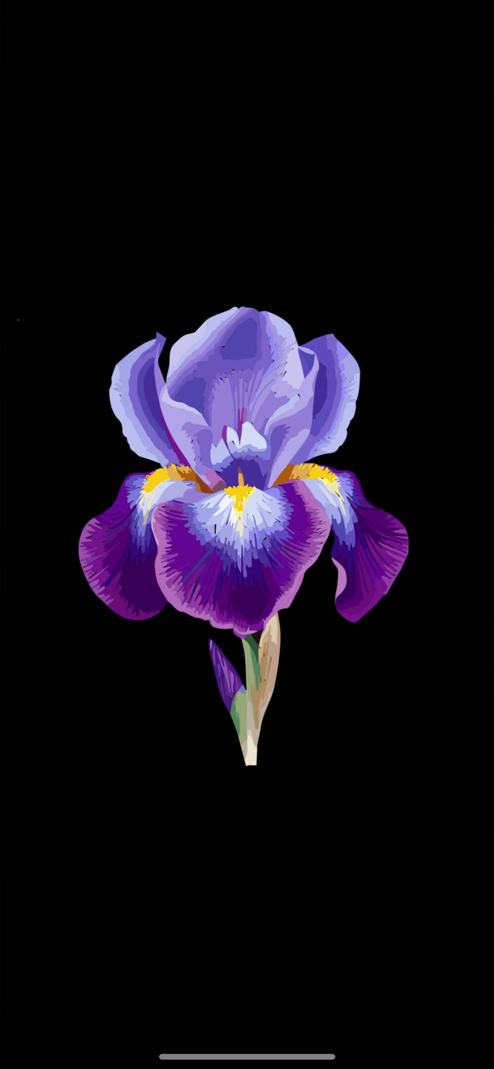 Iris