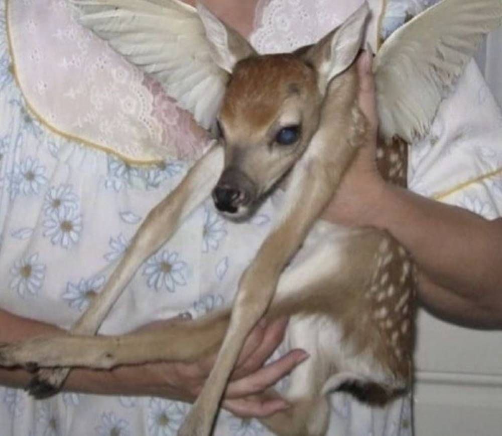 bambi