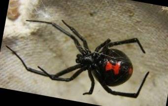 BlackWidow Barbii