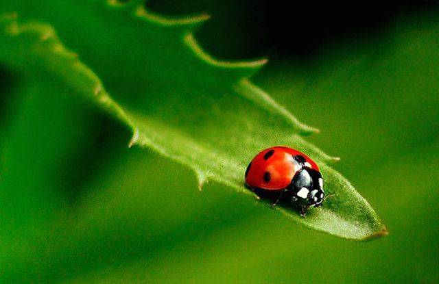 Lady Bug (they/she)